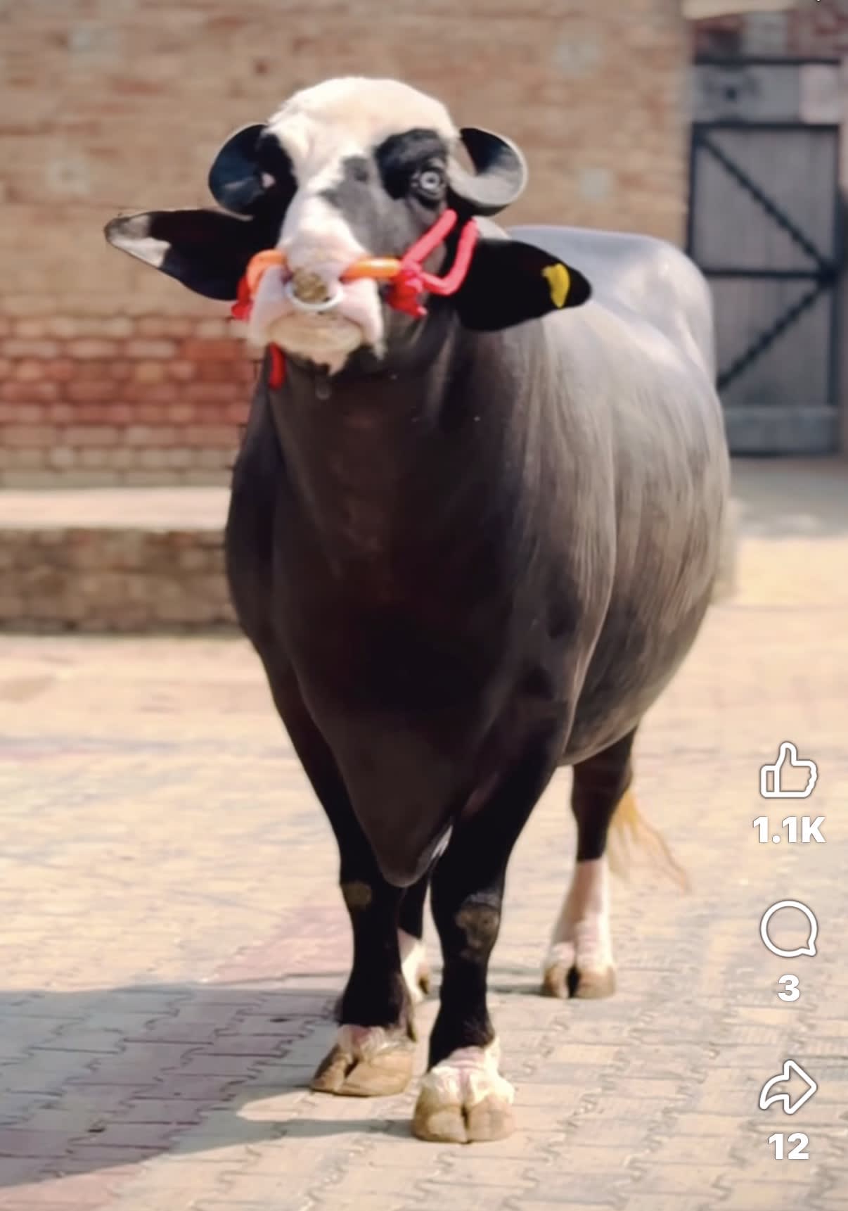 DIAMOND Neeli Raavi Bull for stud services  in Harike, Punjab 143412, India, Punjab | PunjabsList