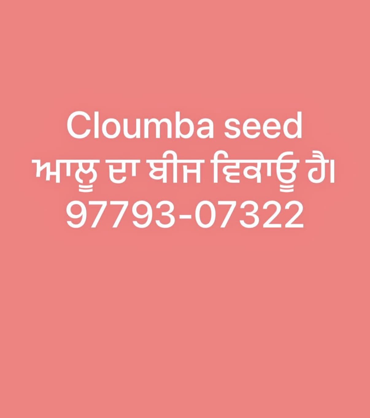 ਆਲੂ ਦਾ ਬੀਜ in Jagraon, Punjab 142026, India, Punjab | PunjabsList