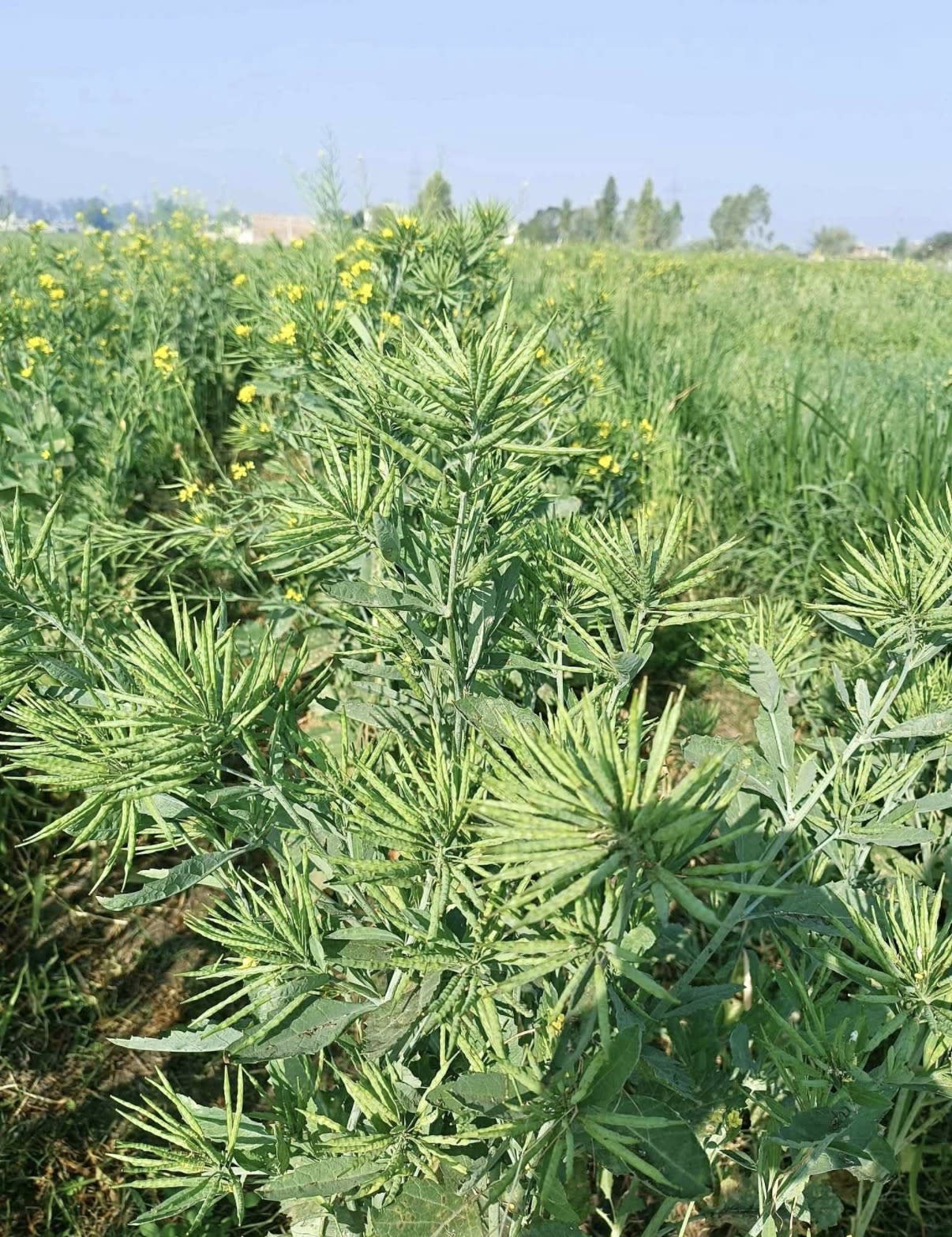 Mustard seed in Barnala, Punjab 148101, India, Punjab | PunjabsList