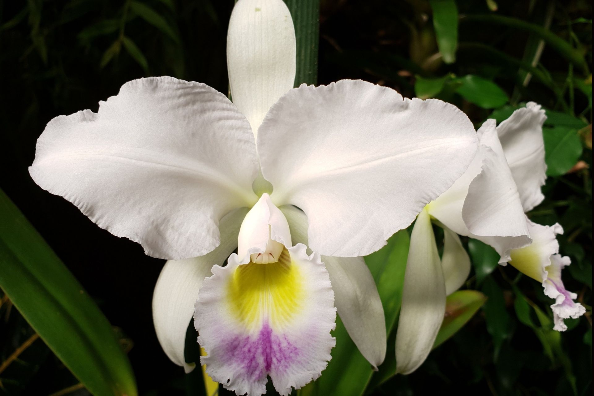 Lan Cattleya