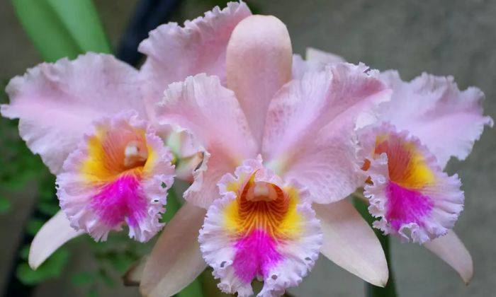 Lan Đột Biến (Var)