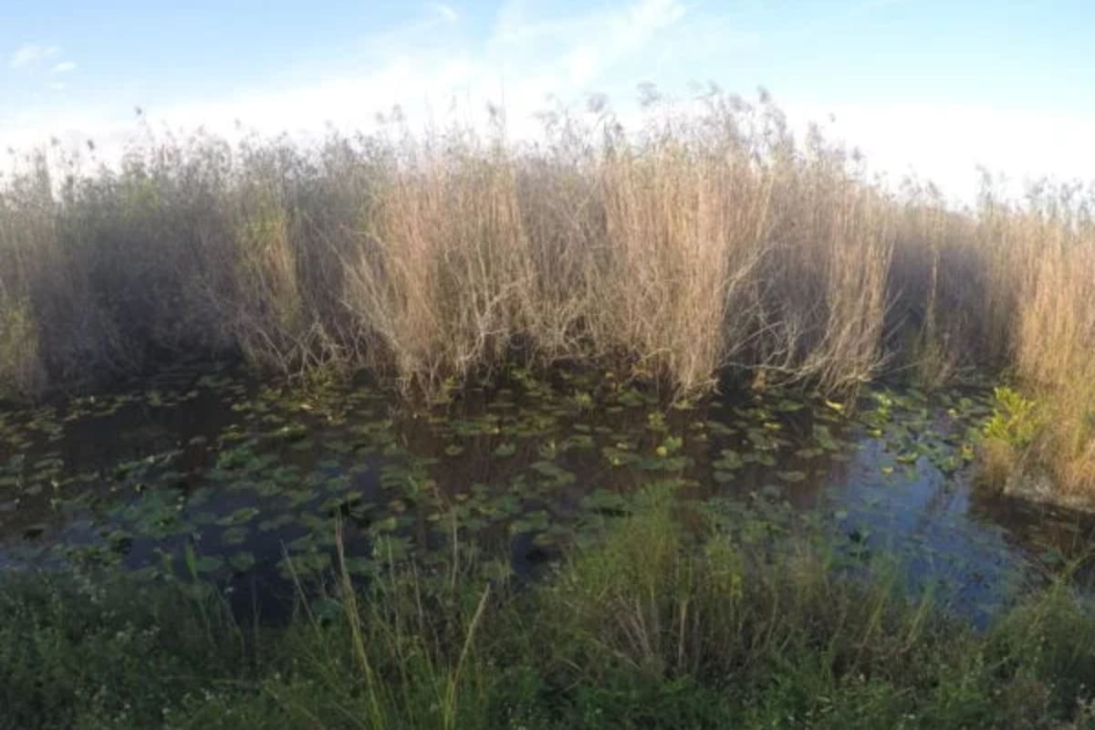 Les Everglades