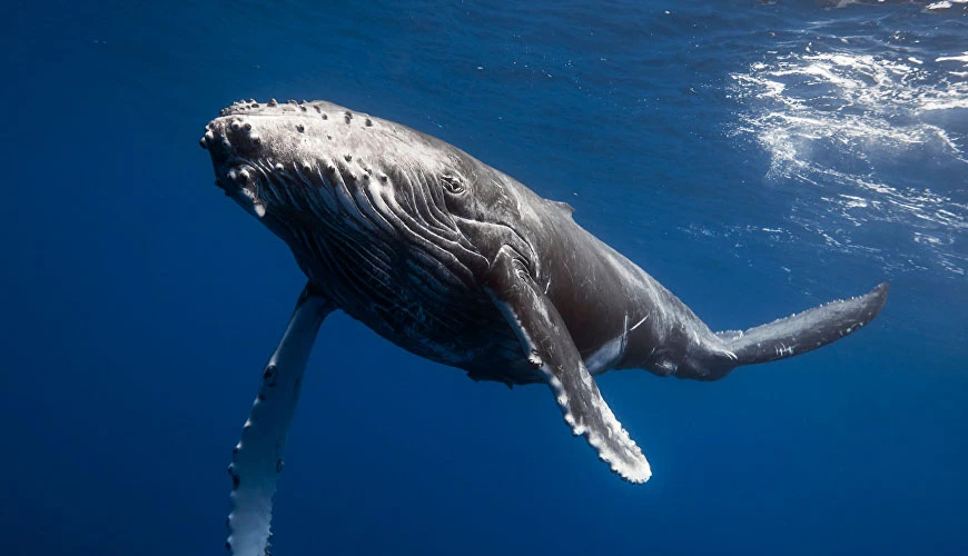 Samana Rincon Beach and Whales