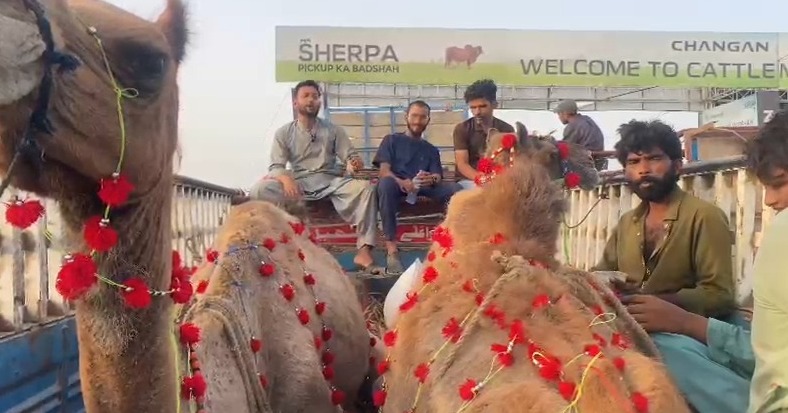 عوام دوست منڈی میں ریکارڈ فروخت، لوگ قربانی کے جانور لیکر  گھروں کو روانہ