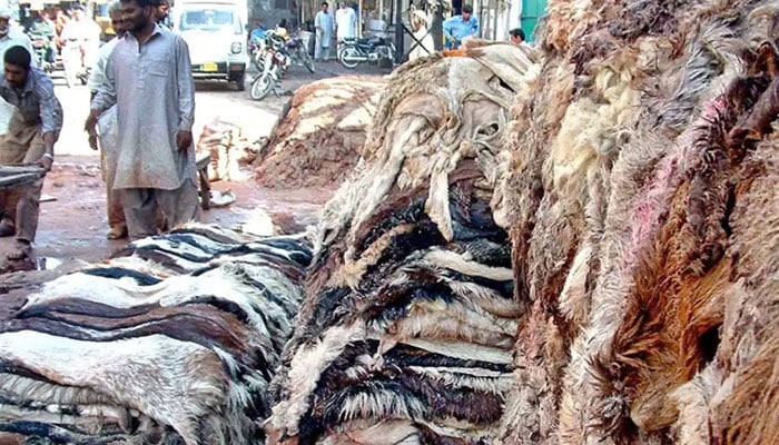 عیدالاضحیٰ ملکی چمڑے کی صنعت کیلئے معاشی مواقع کا بڑا ذریعہ بن گئی