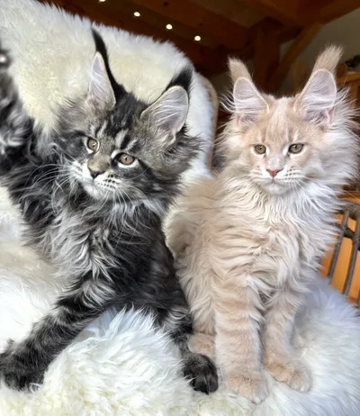 Maine Coon