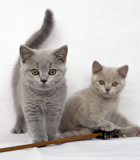 British Shorthair