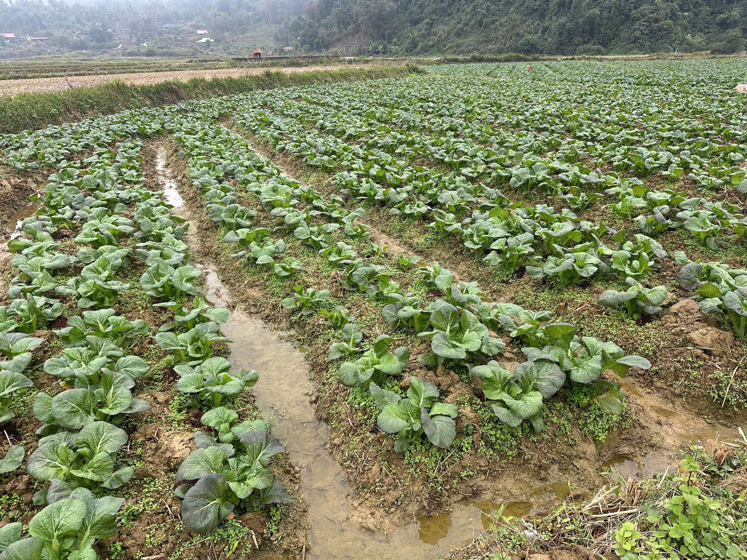 Trồng chè sạch tại xã Đại Từ, tỉnh Thái Nguyên