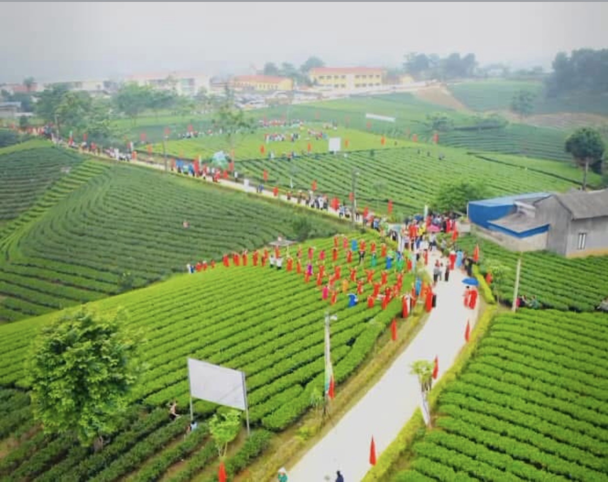 Trồng chè sạch tại xã Đại Từ, tỉnh Thái Nguyên
