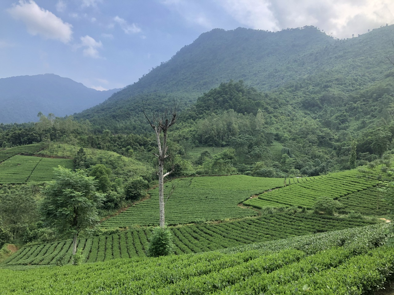 Trồng chè sạch tại xã Đại Từ, tỉnh Thái Nguyên