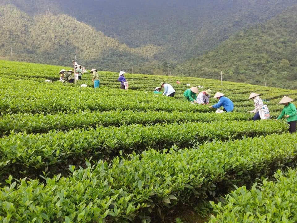 Trồng chè sạch tại xã Đại Từ, tỉnh Thái Nguyên