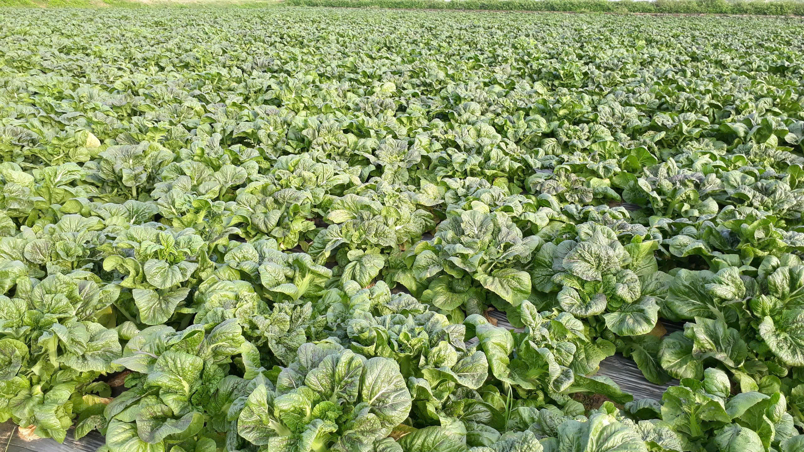 Trồng rau cải takana ở Đoan Hạ, Thanh Thủy, Phú Thọ