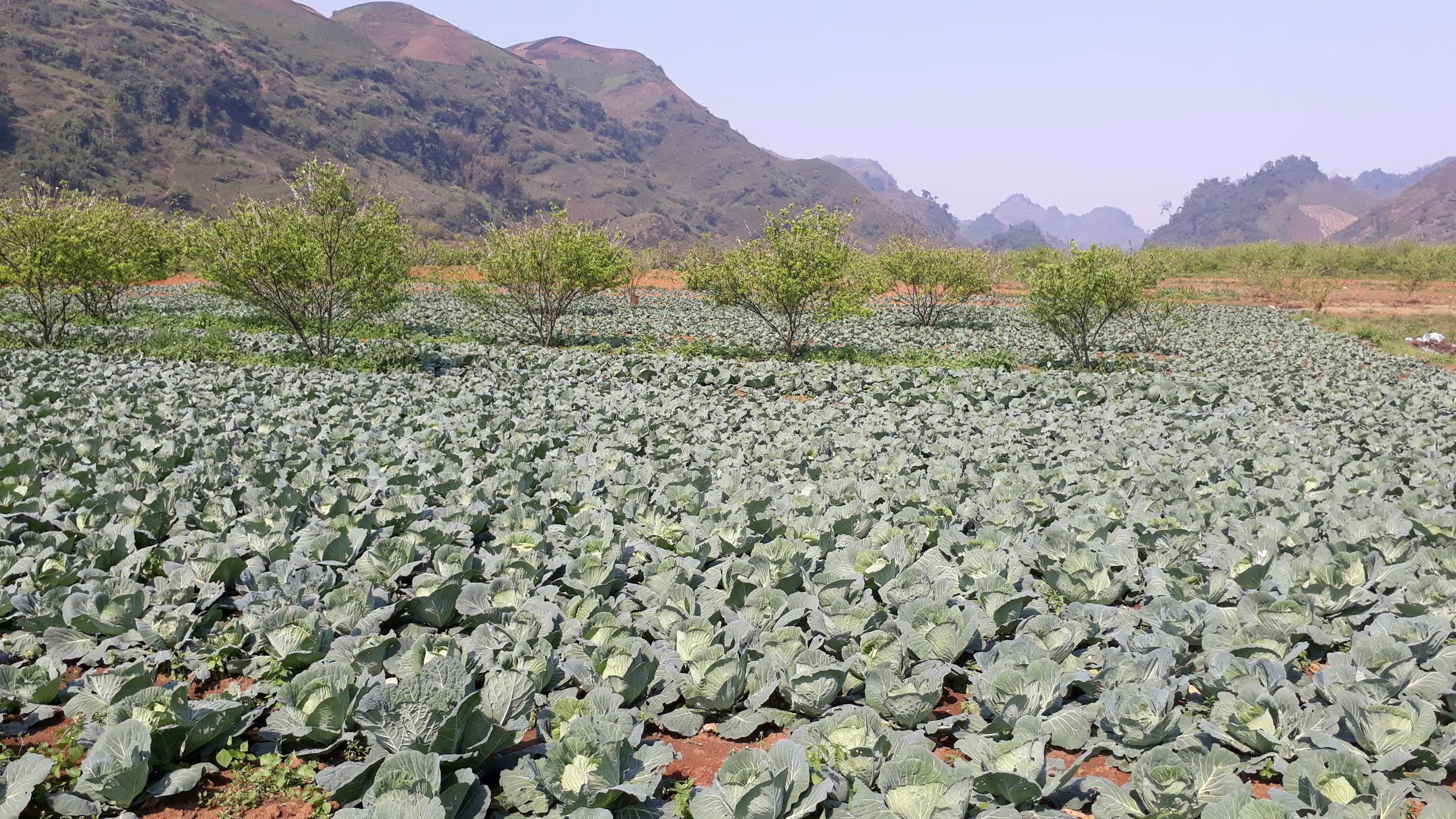 Trồng rau cải takana ở Đoan Hạ, Thanh Thủy, Phú Thọ