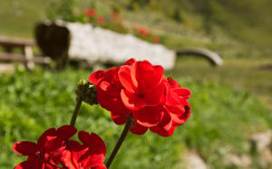 The One National Flower of Spain & Its Beautiful Meaning Thumbnail