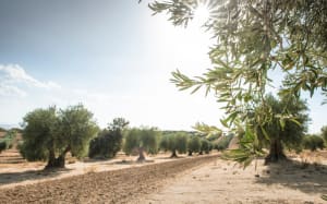 Top Spanish Trees: Charts of Names and Locations That Come Handy Thumbnail