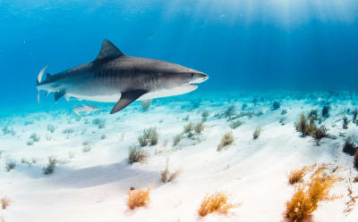 Mediterranean Sea Sharks: Watch Out for These 5 Magnificent JAWS!  Thumbnail