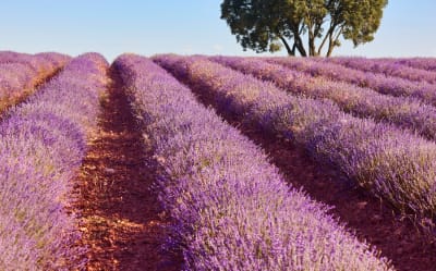 Flowers in Spain: My top 9, Flowering Season and City Festivals Thumbnail