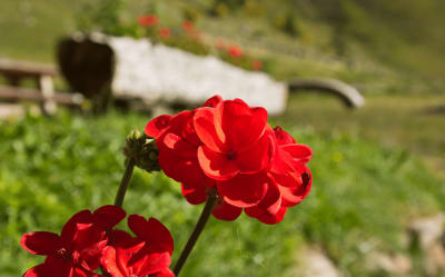 The One National Flower of Spain & Its Beautiful Meaning Thumbnail