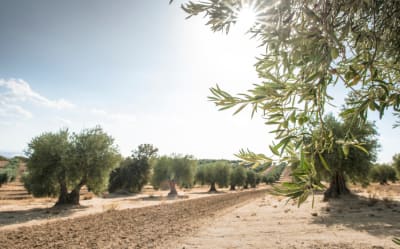 Top Spanish Trees: Charts of Names and Locations That Come Handy Thumbnail