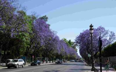 Visit Seville in Spring: 10 Best Activities, Places & Food  Thumbnail