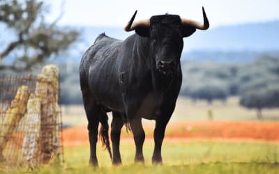 The Spanish Bull: 5 Amazing Facts about Spain's National Animal Thumbnail