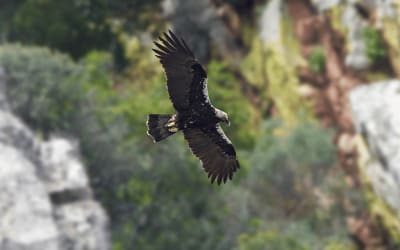 National Bird of Spain: The Imperial Eagle (23 Beautiful Images!) Thumbnail
