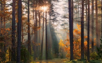 The 9 Best Forests in Spain to Get Lost in The Wild Thumbnail