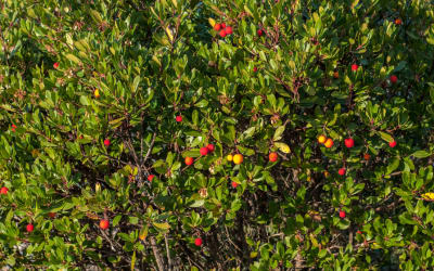The Beauty of Spain's Flora: 5 Iconic Trees, Flowers & 12 Protected Species Thumbnail