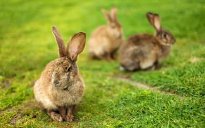 The Land of Rabbits: The Curious Meaning Behind Spain's Name Thumbnail