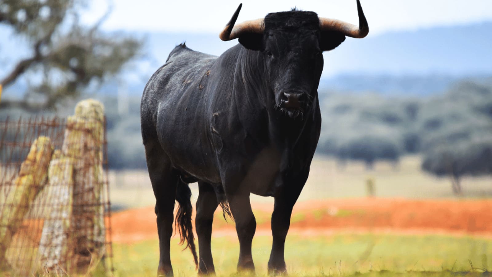 The Spanish Bull: 5 Amazing Facts about Spain's National Animal