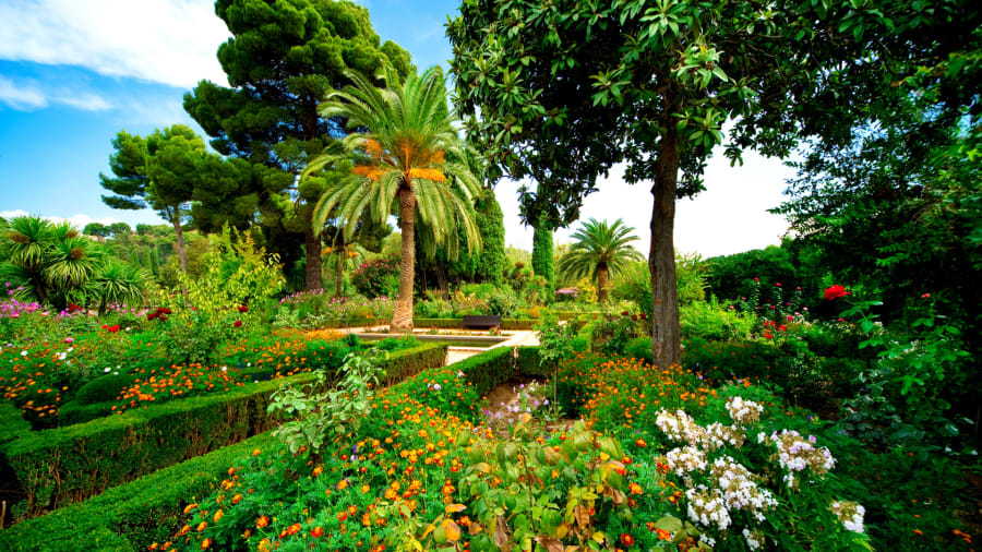 Red carnation in the gardens of the Alhambra