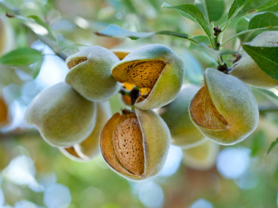 Almendro trees in Mallorca
