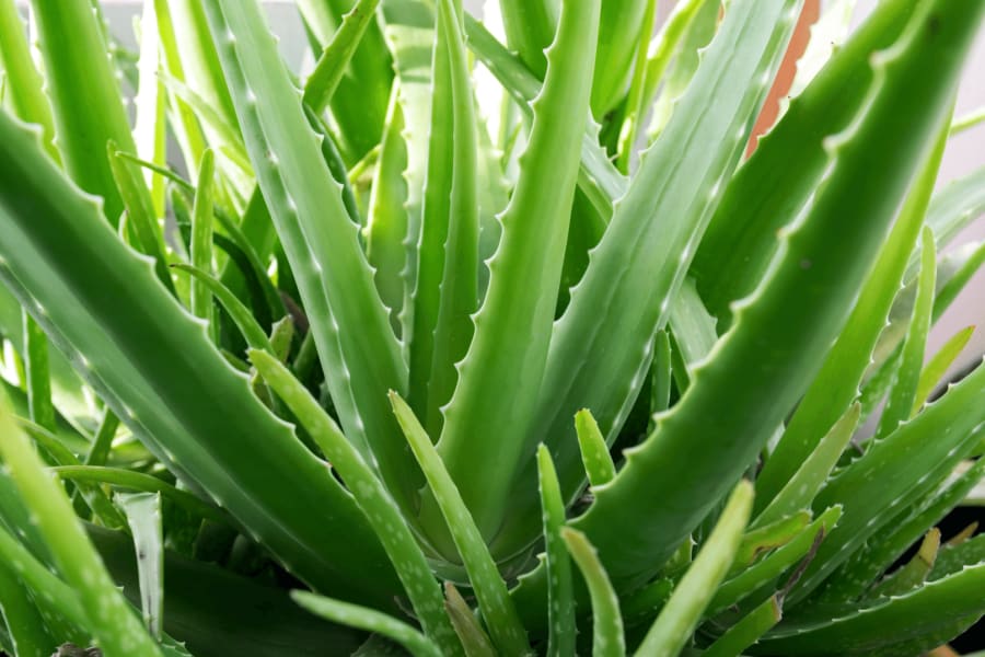 aloeveraplant
