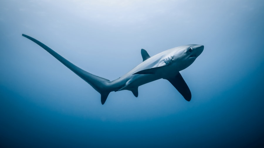 Bigeye thresher
