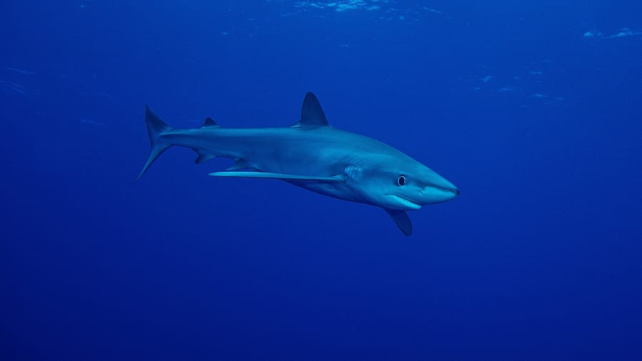 Blue shark