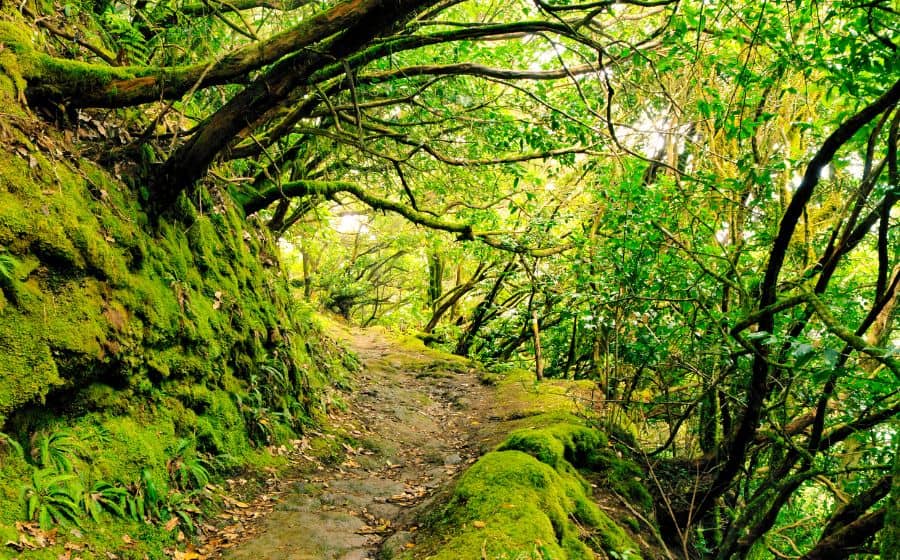 The Enchanted Forest
