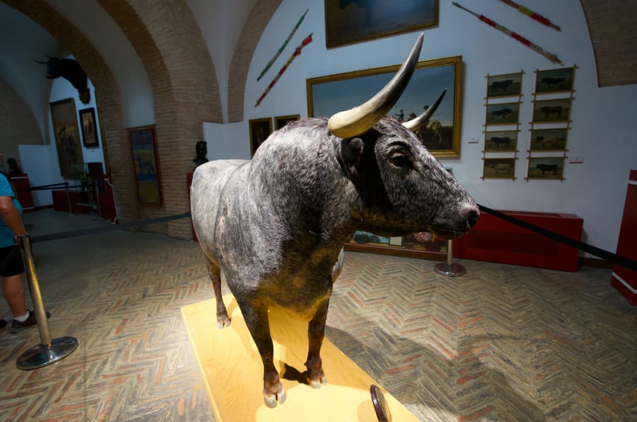 Photo of the brave bull