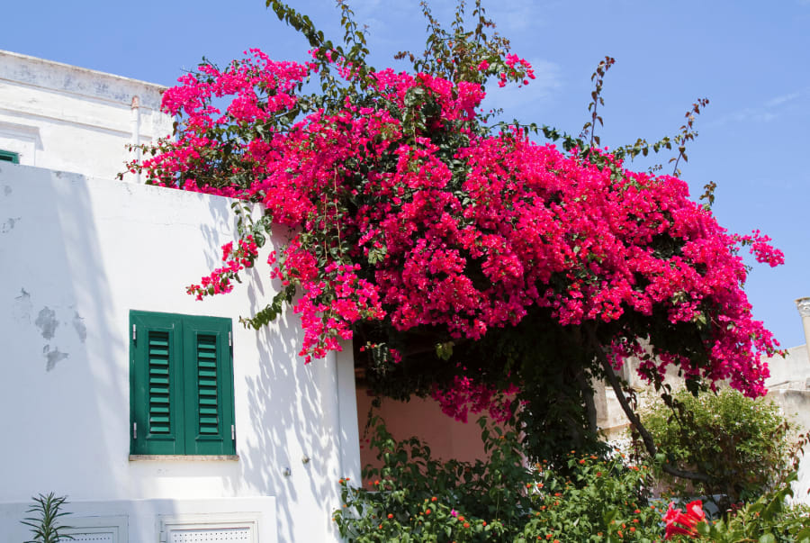 buganvilla