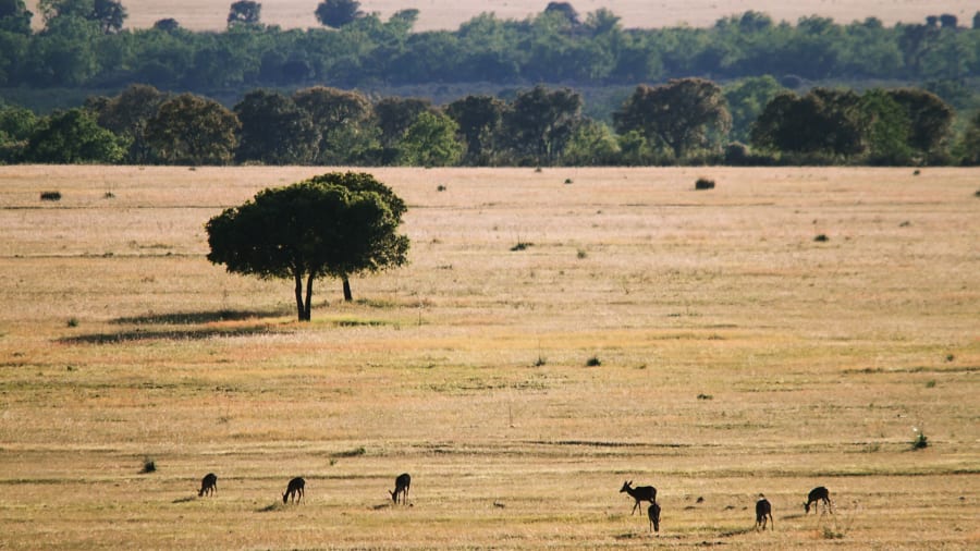 Cabañeros National Park