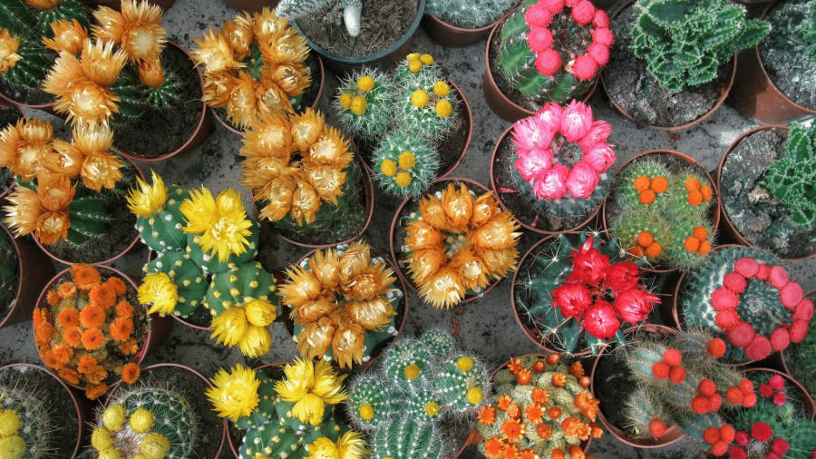 cactiplant
