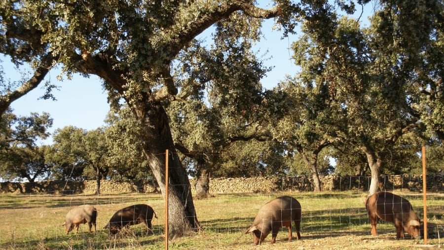 Exploring the Spanish Wildlife and Its 11 Emblematic Animals