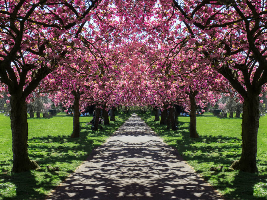 Cherry blossom spain