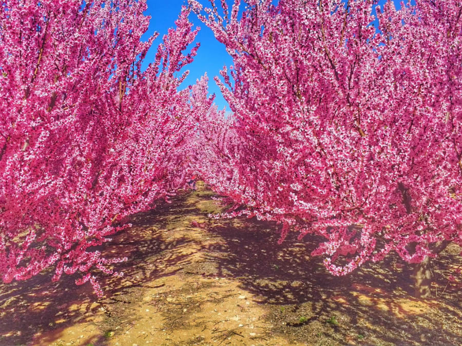 Trees in Cieza and Murcia