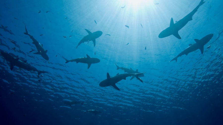 Curious facts about Mediterranean Sea sharks