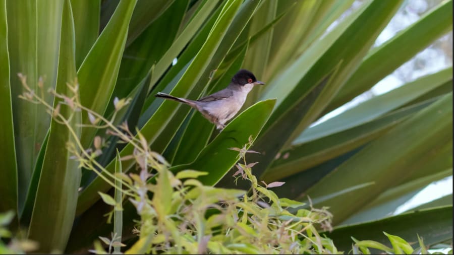 currucabalear