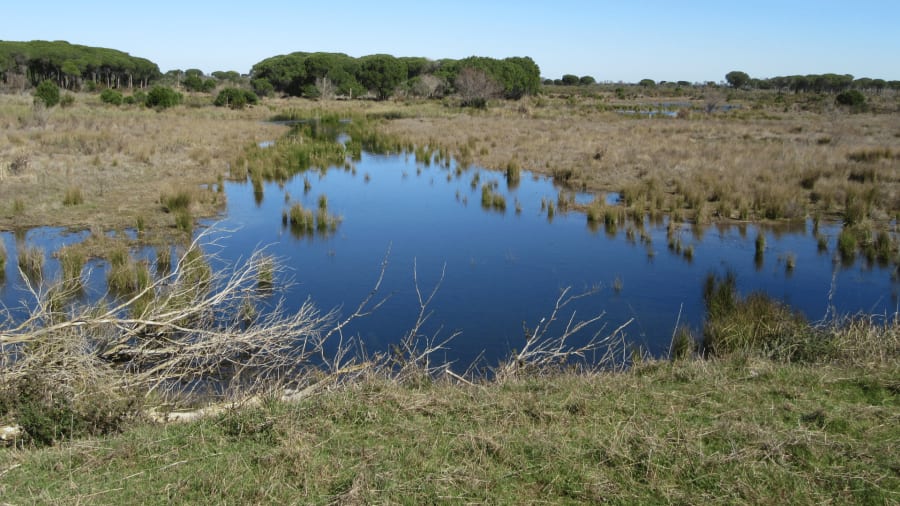 donana national park foto