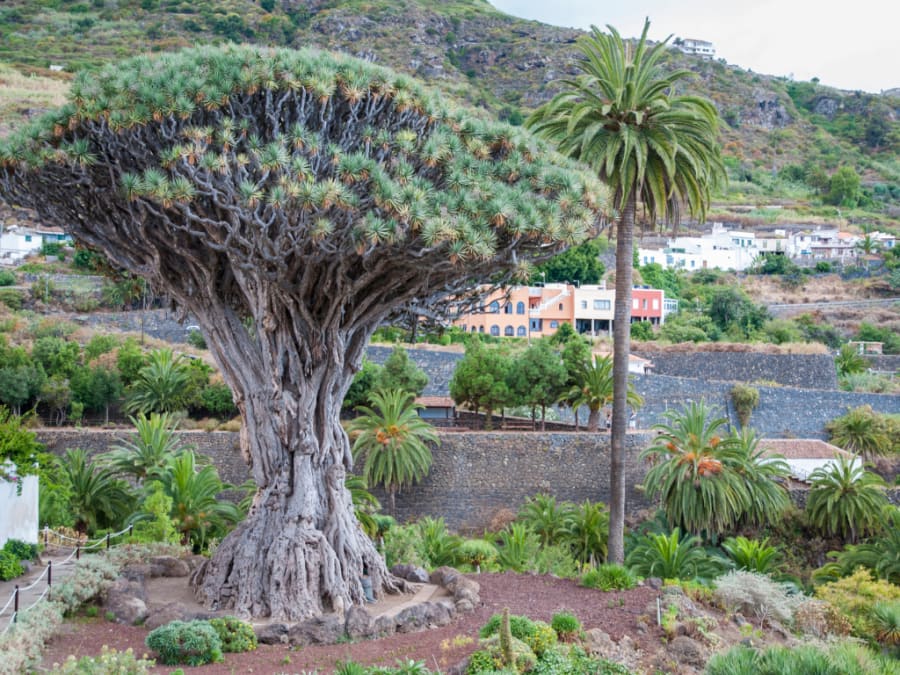 Dragon tree in Tenerife