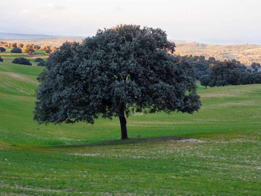 Evergreen Oak in Spain
