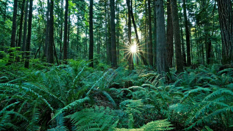 Ferns Plants
