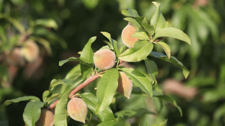 fruitandveggieplant.png